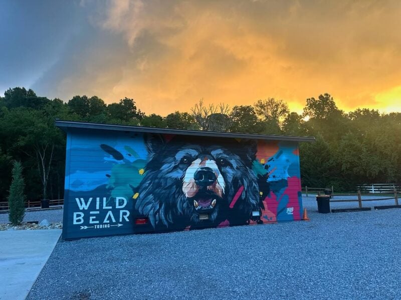 Wild Bear Tubing on the Little Pigeon River